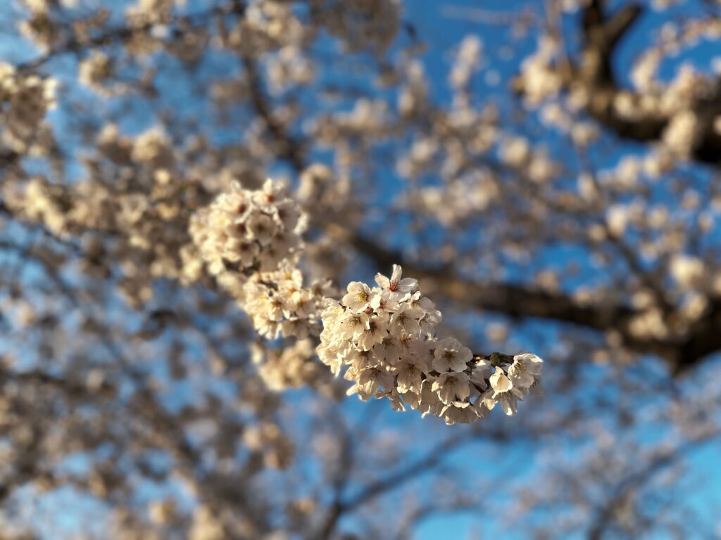 桜